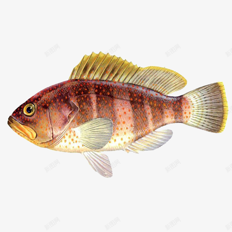 红色斑点鱼png免抠素材_88icon https://88icon.com 产品实物 动物 斑点 海里动物 热带鱼 红色 观赏鱼 鱼