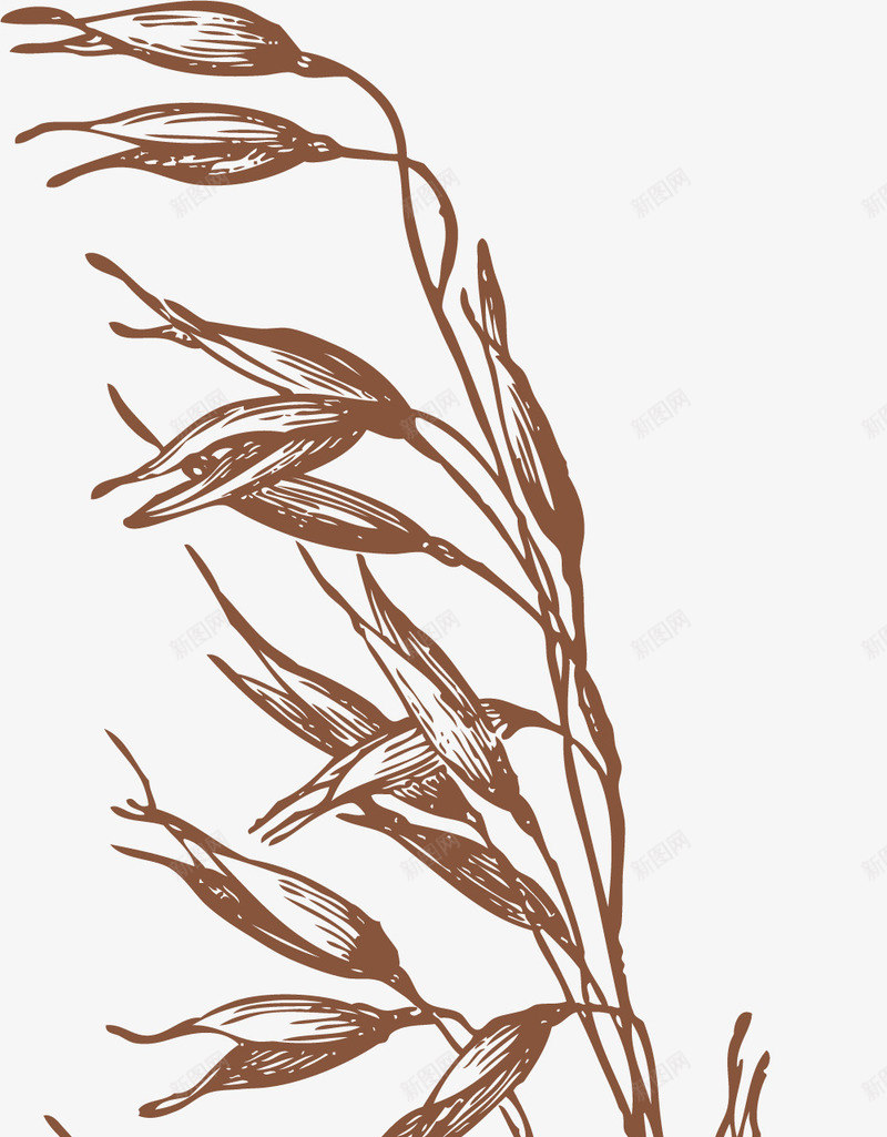 狗尾巴草png免抠素材_88icon https://88icon.com 徒手绘制 手绘 狗尾巴草 狗尾草 线条绘制 钢笔手绘 钢笔画画