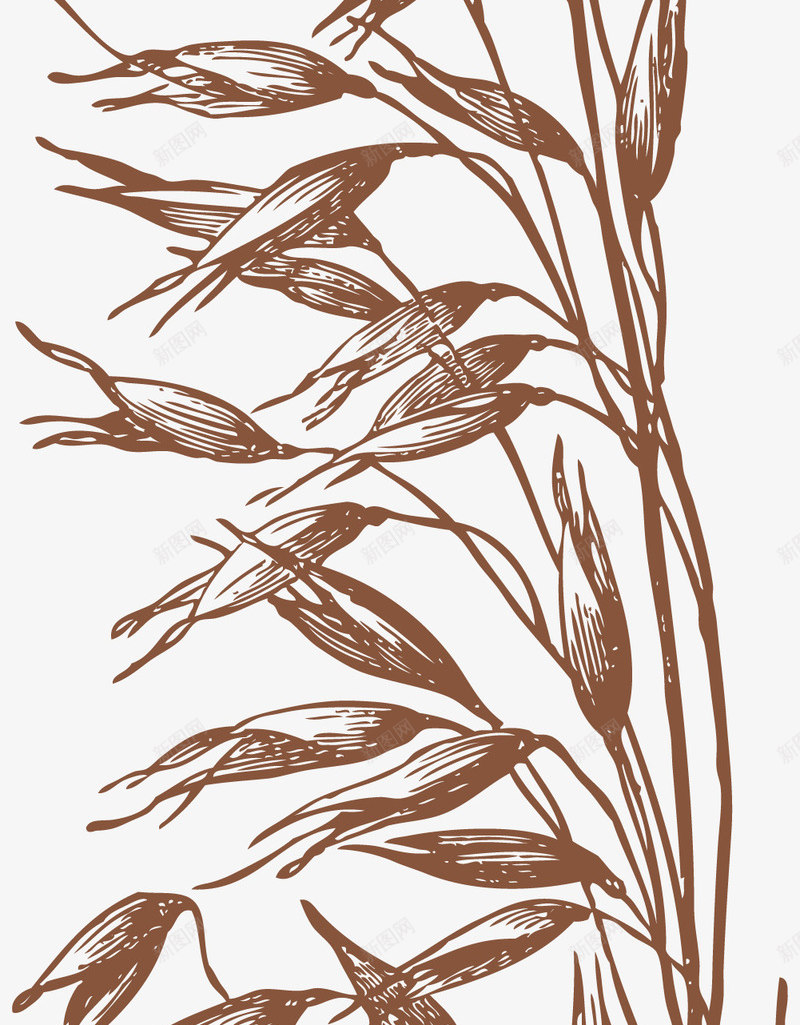 狗尾巴草png免抠素材_88icon https://88icon.com 徒手绘制 手绘 狗尾巴草 狗尾草 线条绘制 钢笔手绘 钢笔画画