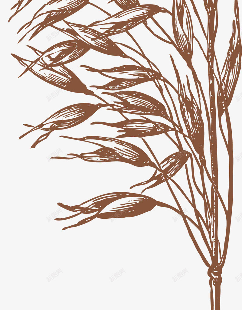 狗尾巴草png免抠素材_88icon https://88icon.com 徒手绘制 手绘 狗尾巴草 狗尾草 线条绘制 钢笔手绘 钢笔画画