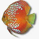 红黄相间热带鱼png免抠素材_88icon https://88icon.com 热带鱼 相间