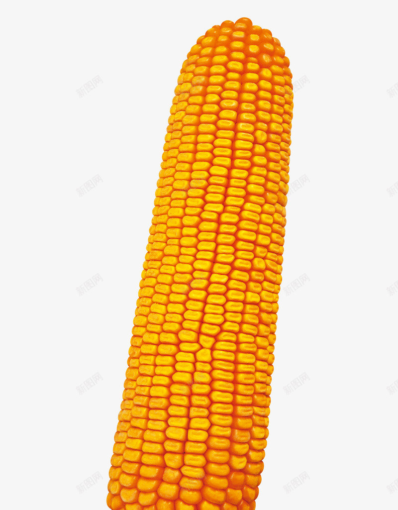 一穗玉米png免抠素材_88icon https://88icon.com 庄家 植物 玉米 玉米串 粗粮玉米 谷物玉米 食物 香甜玉米