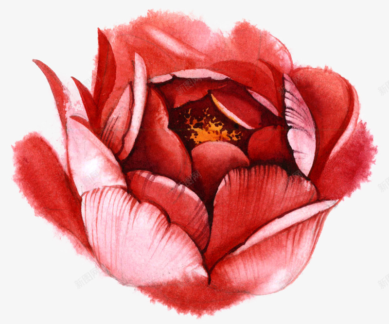 橘红色玫瑰花png免抠素材_88icon https://88icon.com 一朵 卡通 手绘 橘红色 玫瑰花 花朵 花瓣