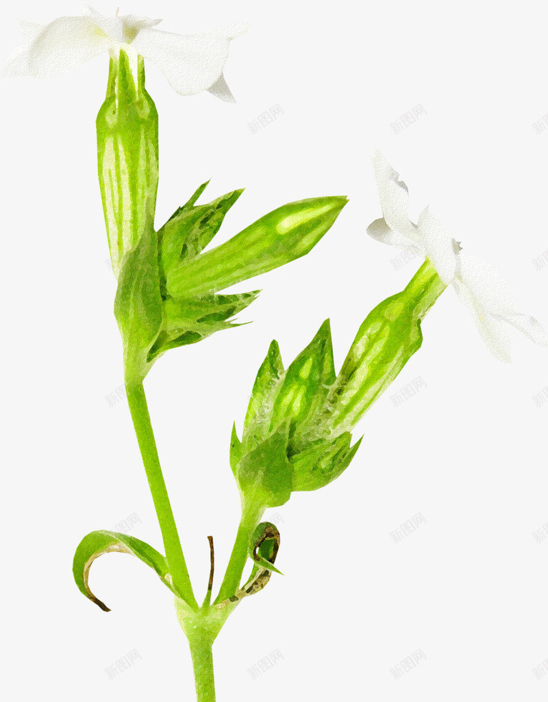 喇叭花图案png免抠素材_88icon https://88icon.com 喇叭花 植物 花卉 花朵 花素材