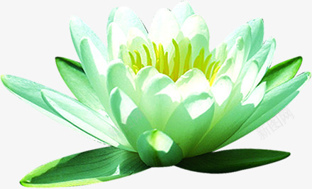 植物清爽夏日海报元素png免抠素材_88icon https://88icon.com 元素 夏日 植物 海报 清爽