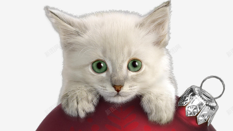 萌萌的白色猫咪png免抠素材_88icon https://88icon.com 动物 可爱 猫咪 萌萌哒
