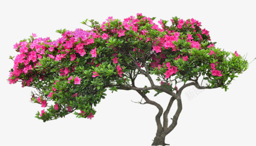 花草唯美花草png免抠素材_88icon https://88icon.com 植物花草素材 矢量花卉素材 花卉ps素材 花卉设计素材 花草图片素材唯美花草图片免费下载 花草线描 装饰卡通