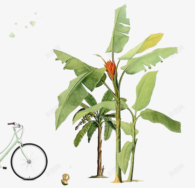 植物png免抠素材_88icon https://88icon.com 手绘树 热带树 绿叶 自行车