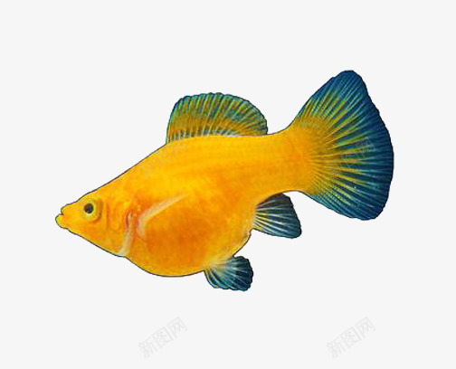 黑色鱼尾巴png免抠素材_88icon https://88icon.com 产品实物 动物 海里动物 热带鱼 观赏鱼 鱼 鱼尾巴 黑色