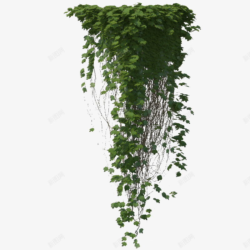 多条鲜草绿色垂吊植物png免抠素材_88icon https://88icon.com 垂吊 垂吊植物 多条鲜草绿色垂吊植物 植物 绿色植物 鲜草