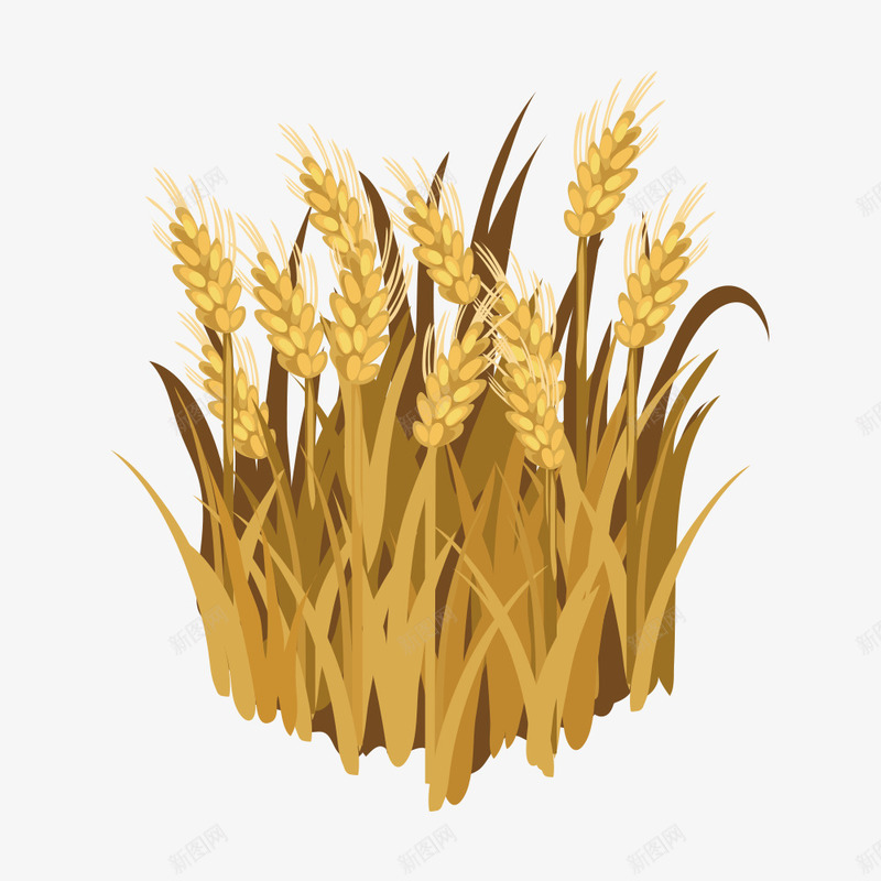 稻谷png免抠素材_88icon https://88icon.com 小麦 稻子 稻谷 粮食