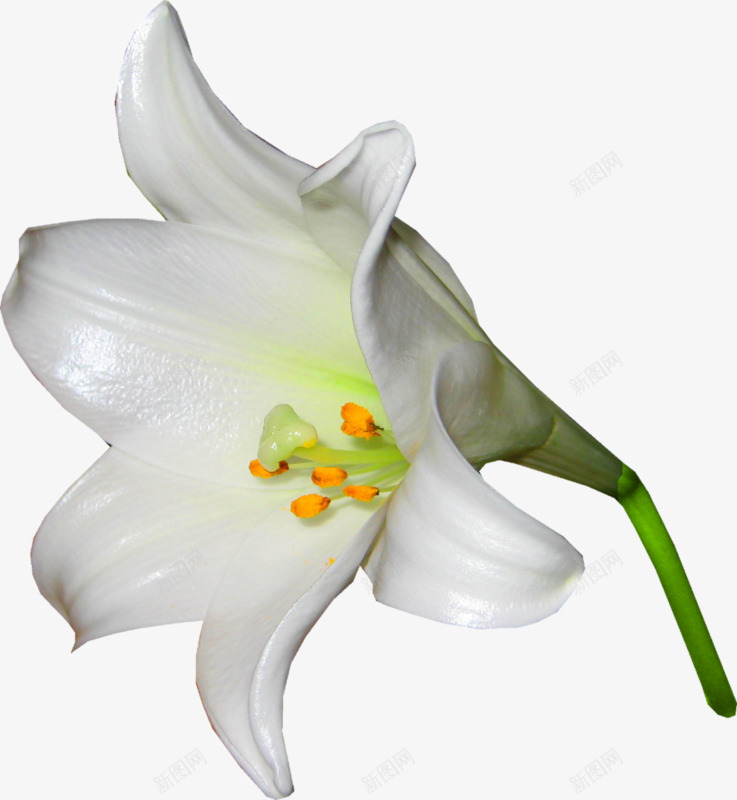 麝香百合png免抠素材_88icon https://88icon.com 植物 白色 花瓣 花蕊