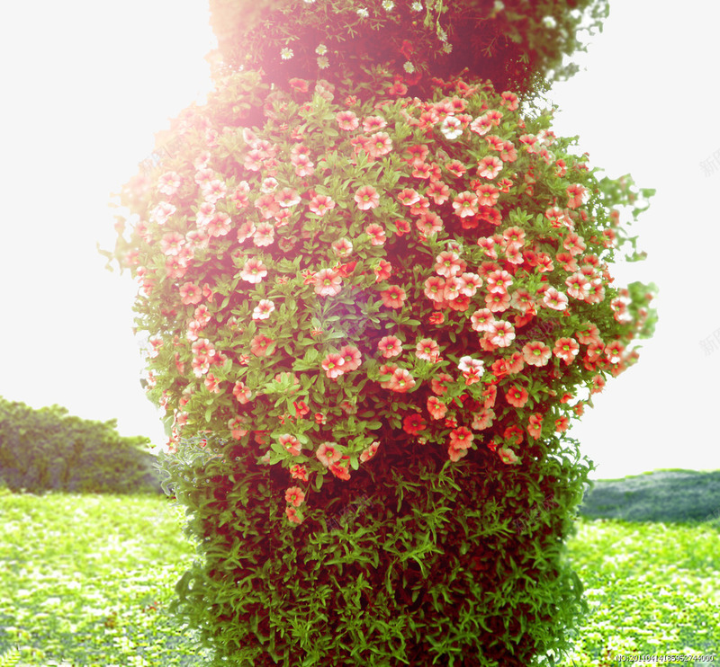 凤仙花花朵阳光鲜花png免抠素材_88icon https://88icon.com 凤仙花 小桃红 花簇 金凤花 鲜花