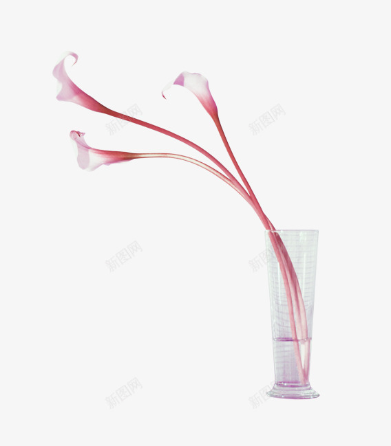花卉喇叭花花瓶png免抠素材_88icon https://88icon.com 喇叭花 花卉 花瓶