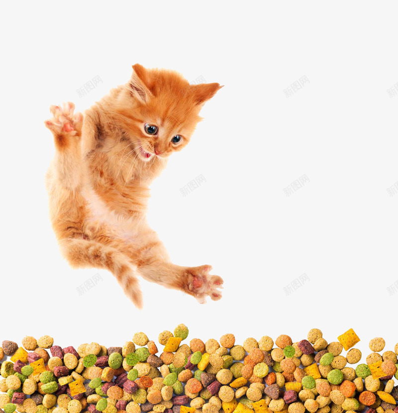 创意猫粮png免抠素材_88icon https://88icon.com 创意 猫咪 猫粮