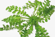 绿色清爽野菜png免抠素材_88icon https://88icon.com 清爽 绿色 野菜