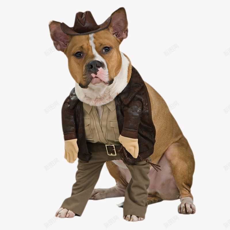 可爱穿衣服的狗狗png免抠素材_88icon https://88icon.com 动物 可爱 宠物 时尚 狗 衣服