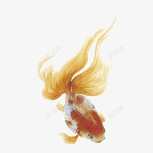 手绘金鱼png免抠素材_88icon https://88icon.com 宠物鱼 小鱼 水彩金鱼 金鱼免扣元素 金鱼插画