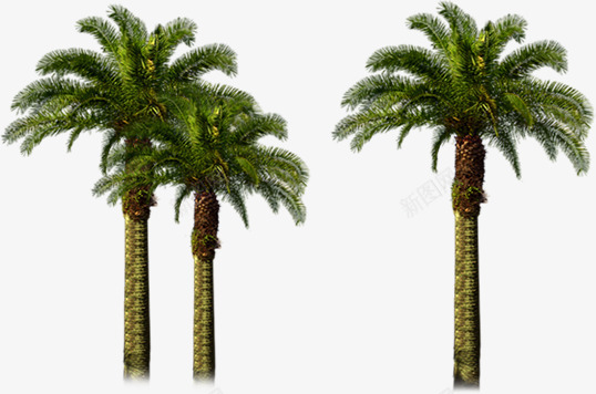 高大椰树美景场景png免抠素材_88icon https://88icon.com 场景 椰树 美景 高大