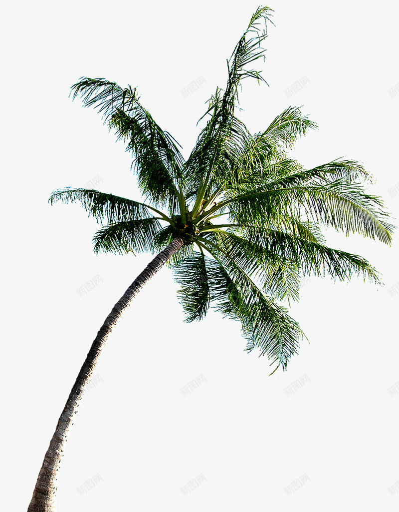 绿色椰树美景风光png免抠素材_88icon https://88icon.com 椰树 绿色 美景 风光