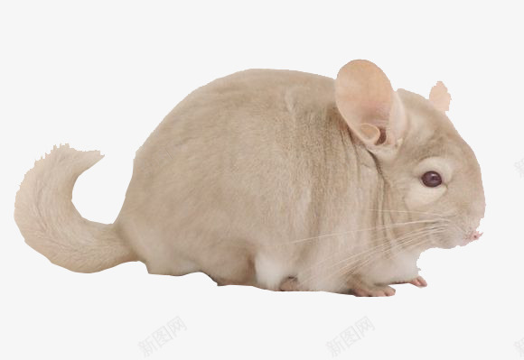 慵懒的猫png免抠素材_88icon https://88icon.com 可爱的龙猫 宠物 毛绒绒的猫 灰色的