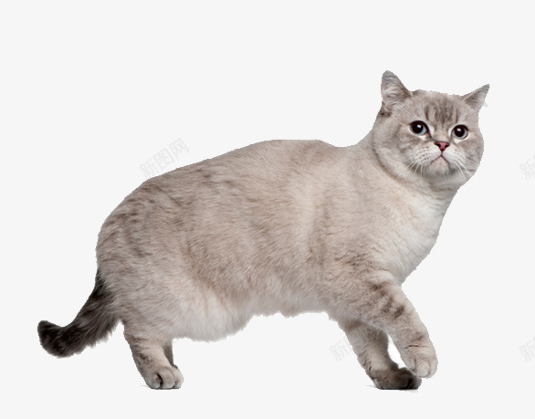 走好宠物猫png免抠素材_88icon https://88icon.com 动物 哺乳动物 四脚动物 宠物猫
