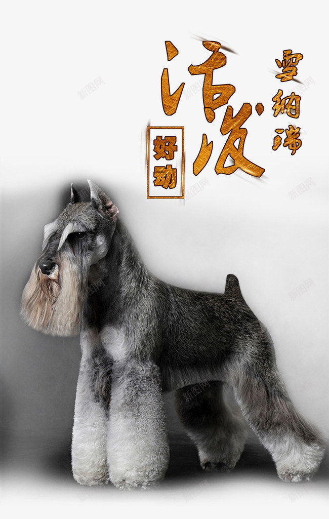 宠物广告png免抠素材_88icon https://88icon.com 好动 宠物广告 宠物文化 宠物海报 活泼 艺术字 雪纳瑞