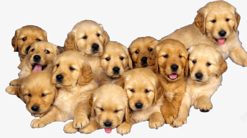 拉布拉多犬png免抠素材_88icon https://88icon.com 宠物 宠物狗 拉布拉多