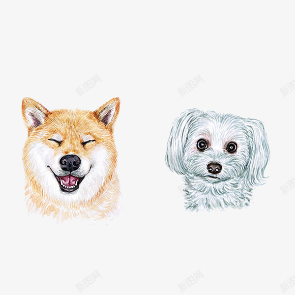 微笑的小狗psd免抠素材_88icon https://88icon.com 小狗 微笑 狮子狗 黄色
