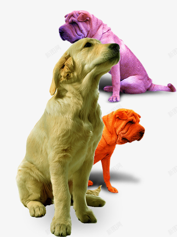 金毛犬和沙皮犬png免抠素材_88icon https://88icon.com 宠物 宠物素材 家养宠物 沙皮犬 金毛犬