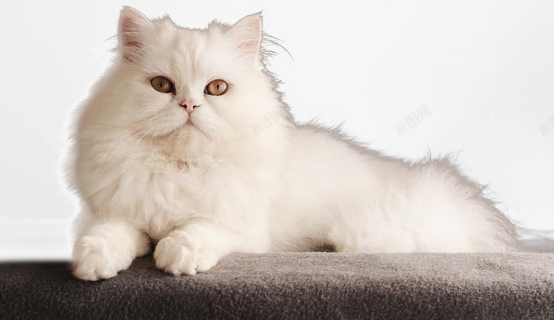 白色波斯猫png免抠素材_88icon https://88icon.com 可爱的宠物 波斯猫 猫 白色的猫