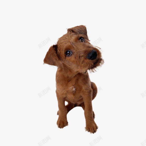 宠物png免抠素材_88icon https://88icon.com 可爱动物 宠物 狗 贵宾狗