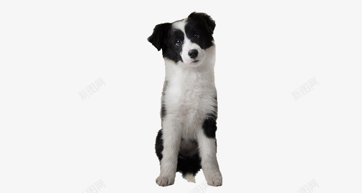 边牧png免抠素材_88icon https://88icon.com 动物 宠物 温顺 牧羊犬 犬 狗 聪明 边境牧羊犬