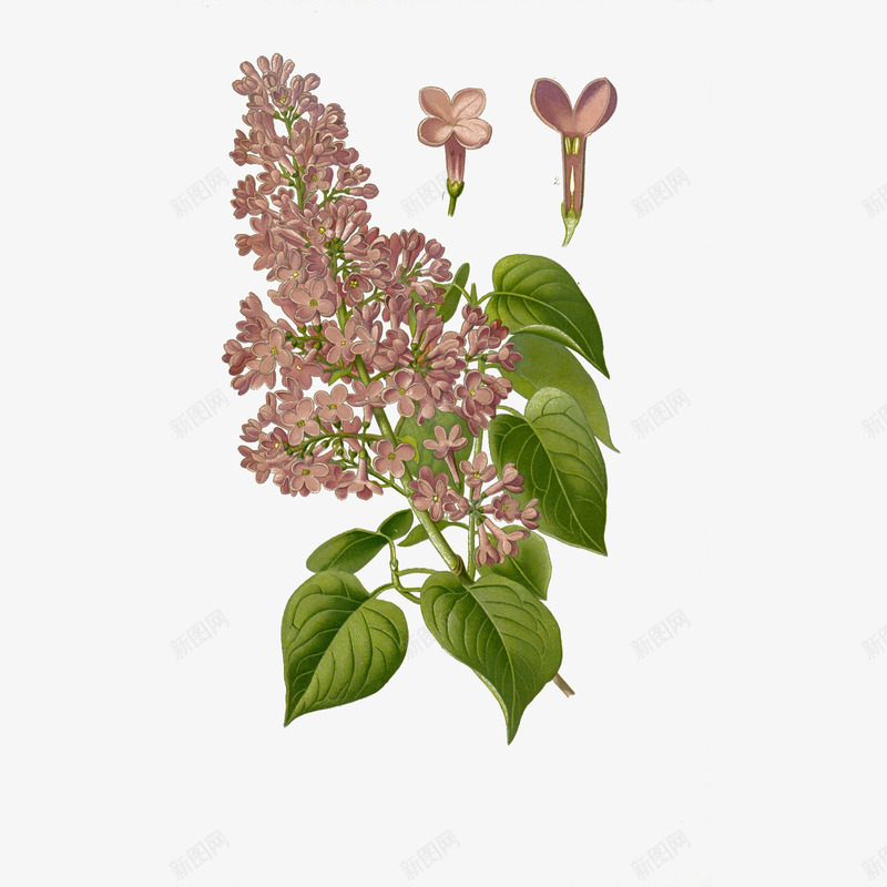 手绘复古丁香花植物插图png免抠素材_88icon https://88icon.com 丁香 丁香花 十字花科 复古 手绘 手绘丁香 插图 植物 百科 百花