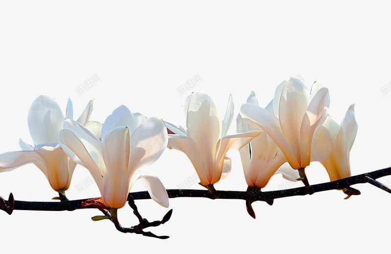 红底白玉兰花枝叶png免抠素材_88icon https://88icon.com 唯美 大气 开花 枝头 红玉兰 红玉兰花 绿叶 花苞 鲜艳
