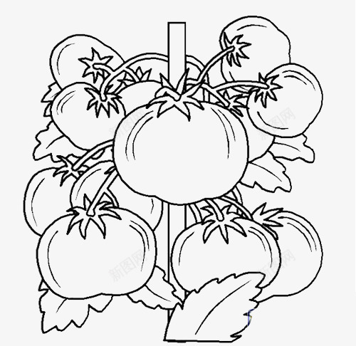 简笔番茄png免抠素材_88icon https://88icon.com 卡通漫画 番茄 番茄树 硕果 简笔画 线条 西红柿