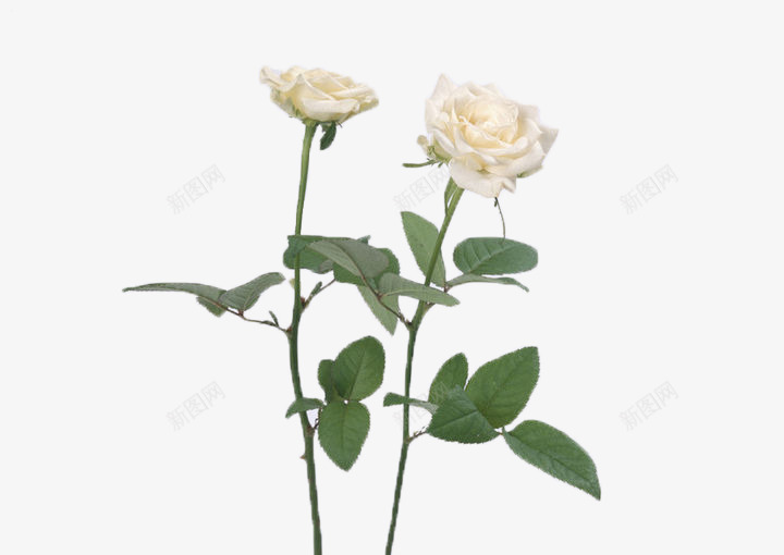 白色山茶花png免抠素材_88icon https://88icon.com 唯美 山茶花 植物 淡雅 清新 白色 白色山茶花 纯洁 花卉 花朵