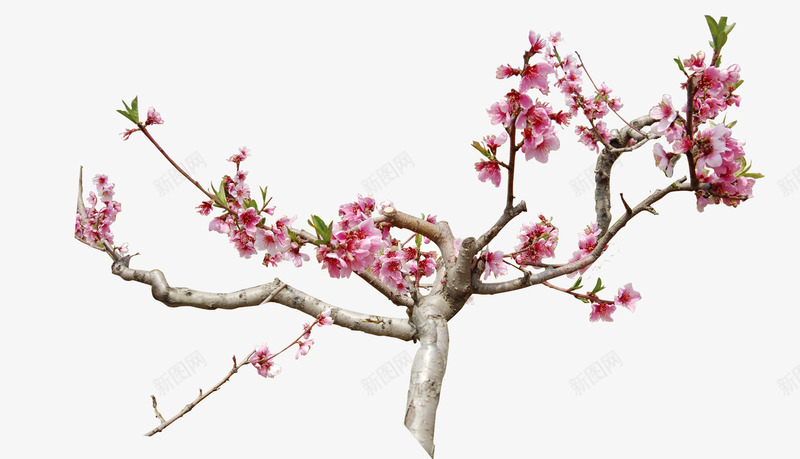 粉色的桃花枝png免抠素材_88icon https://88icon.com png图形 树枝 桃花 植物 花卉 装饰