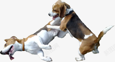 可爱小狗png免抠素材_88icon https://88icon.com 两只小狗 可爱 可爱小狗 可爱幼犬 宠物 小动物 小狗 小狗PNG 幼犬 照顾 狗狗 狗类 萌宠