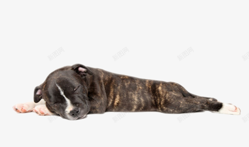黑色躺着的斯塔福德郡斗牛犬动物png免抠素材_88icon https://88icon.com 人类朋友 侧躺 免扣 免费下载 动物 宠物 生物 睡觉 躺着 躺着的狗