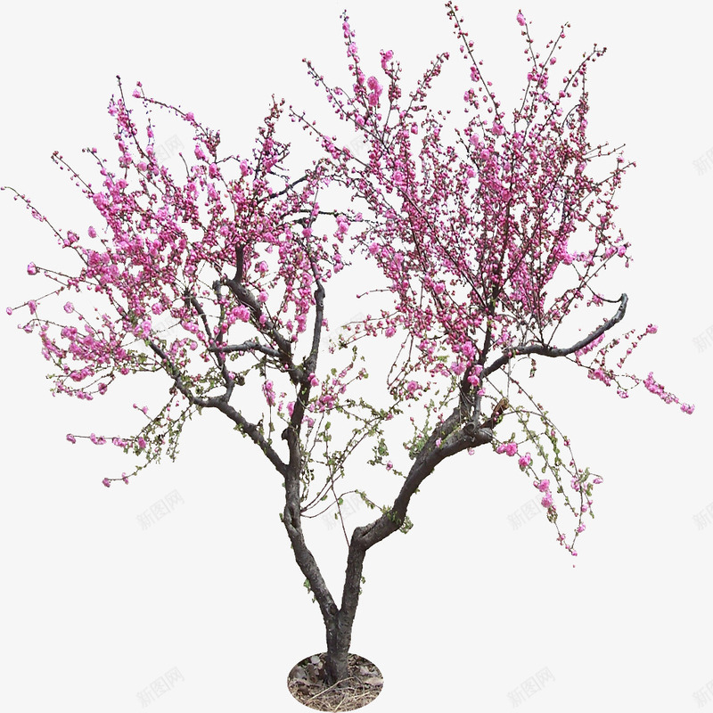 唯美花卉植物花朵png免抠素材_88icon https://88icon.com 唯美 抽象鲜花图片 植物花卉 背景 鲜花 鲜花psd 鲜花元素