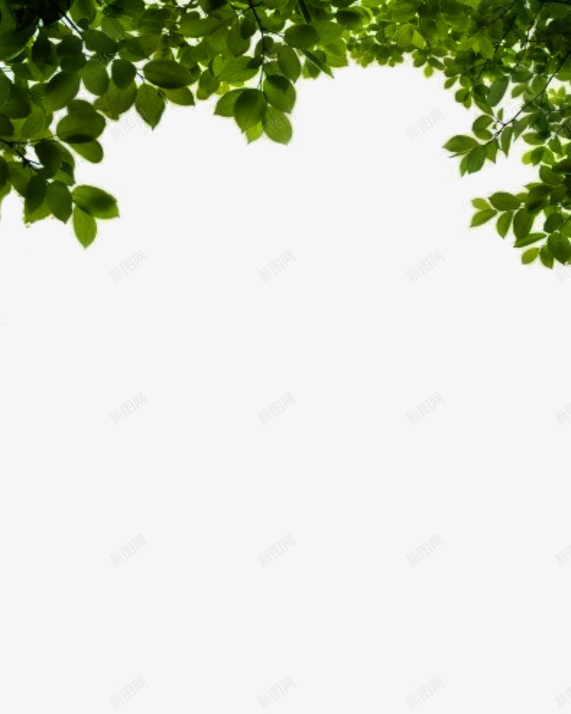绿色顶部绿叶png免抠素材_88icon https://88icon.com 绿叶 绿色 顶部