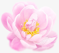浪漫粉色玫瑰花装饰png免抠素材_88icon https://88icon.com 浪漫 玫瑰花 粉色 装饰