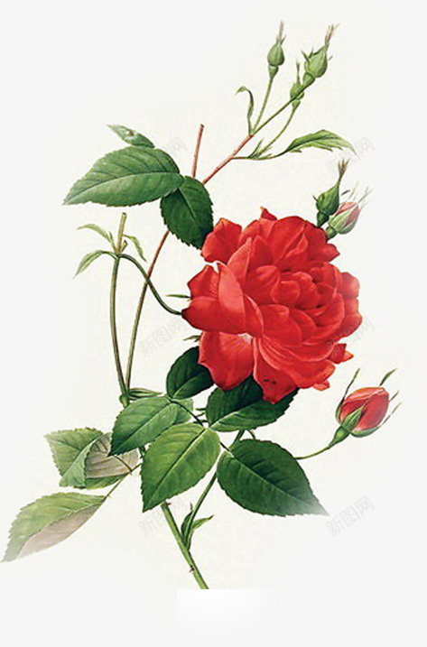 手绘玫瑰植物花朵png免抠素材_88icon https://88icon.com 手绘 植物 玫瑰 花朵