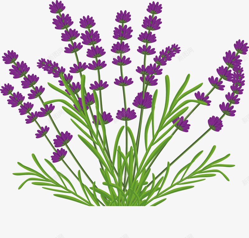手绘薰衣草花束png免抠素材_88icon https://88icon.com 卡通 手绘 紫色 花朵 薰衣草
