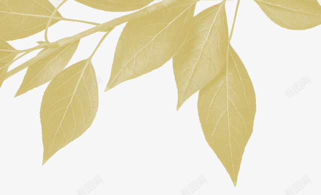 金色秋叶png免抠素材_88icon https://88icon.com 叶子 秋叶 金色