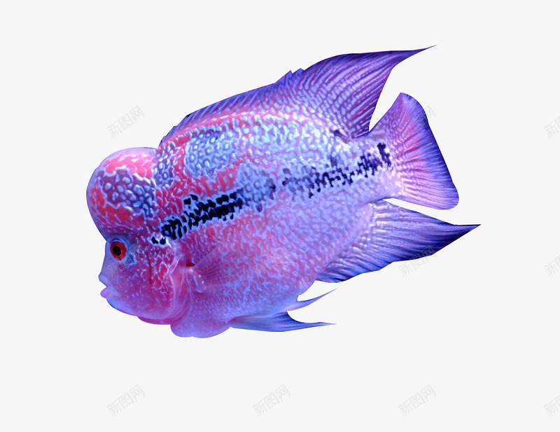 紫色珍珠罗汉鱼png免抠素材_88icon https://88icon.com 宠物鱼 小鱼 珍珠罗汉鱼 生物 罗汉鱼 鱼儿 鱼类