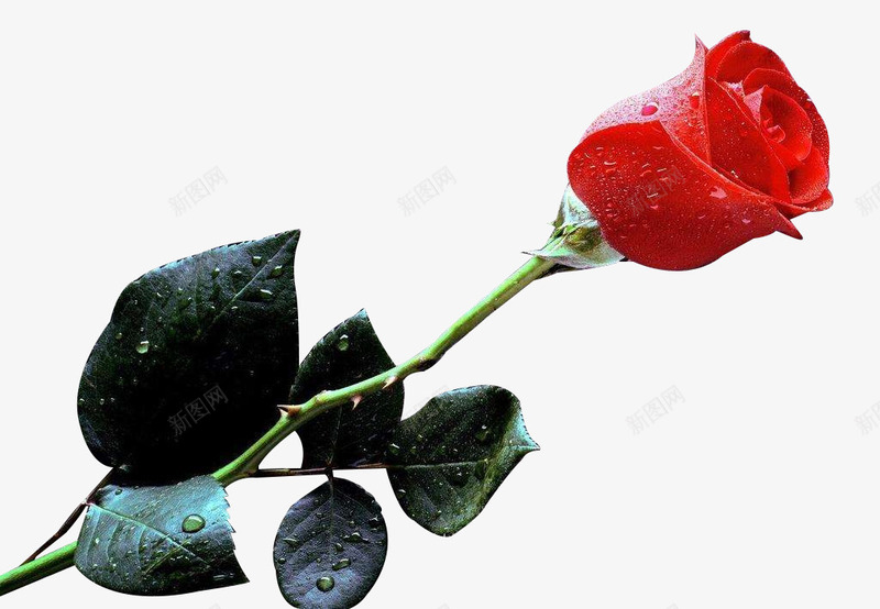 一支带叶子的红色玫瑰花png免抠素材_88icon https://88icon.com 叶子 玫瑰花 红色 花朵