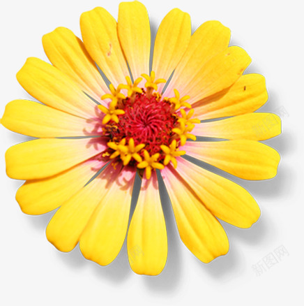黄色盛开完美花朵美景png免抠素材_88icon https://88icon.com 完美 盛开 美景 花朵 黄色
