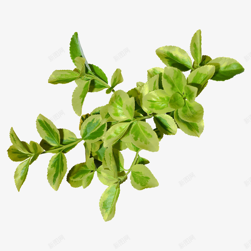 春季绿色叶子植物png免抠素材_88icon https://88icon.com 叶子 天然 新鲜 春天 植物 生机 绿意 绿色 自然 装饰